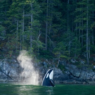 Finding Nimmo! …Nimmo Bay Where Luxury, Refuge And Wilderness Meet…