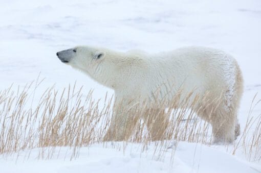 Churchill Polar Bears