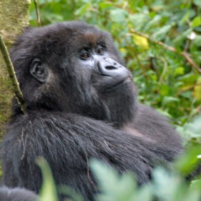 These Gorillas Just Can’t Be Mist!